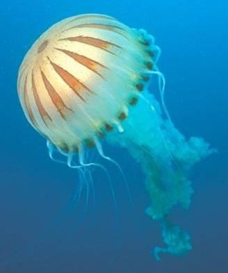 plankton: Cnidaria: Scyphozoa: