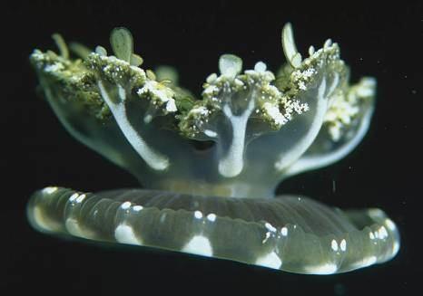 Rhizostomae - kořenoústky plankton: Cnidaria: