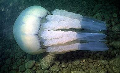 nežahavé Rhizostoma pulmo, syn. octopus k.