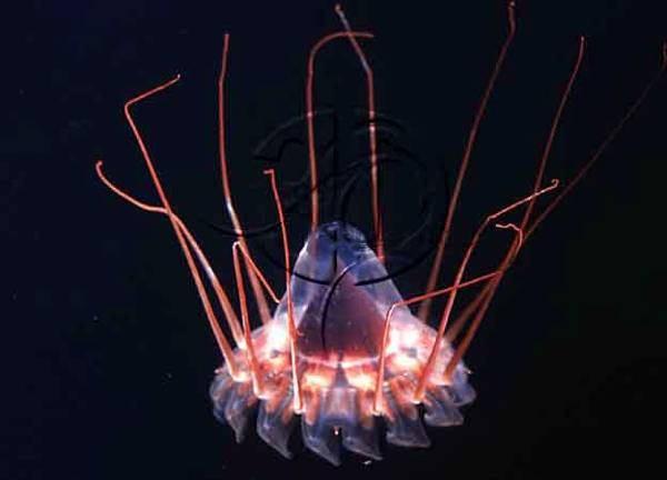 plankton: Cnidaria: Scyphozoa Coronatae většina