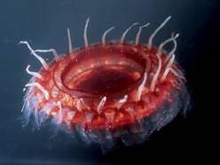 5 cm Periphylla periphylla helmet jelly světový