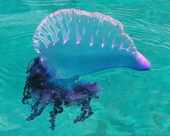 asi 160 druhů, monofyletický taxon Siphonophorae - trubýši pelagické kolonie polymorfických koordinovaných zoidů: axiální polyp s