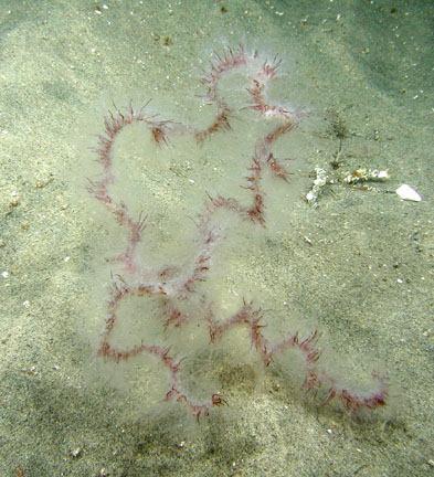 plankton: Cnidaria: Hydrozoa: Siphonophorae Apolemia uvaria -