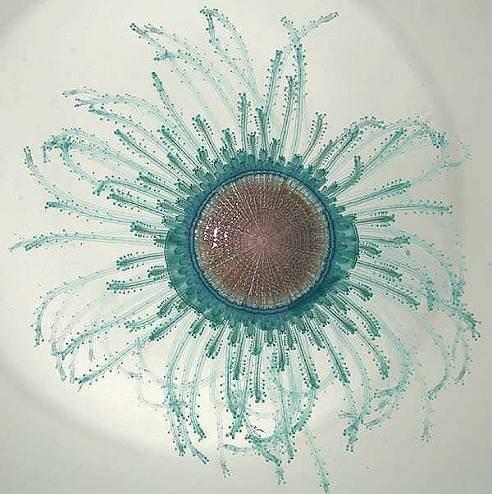 plankton: Cnidaria: Hydrozoa