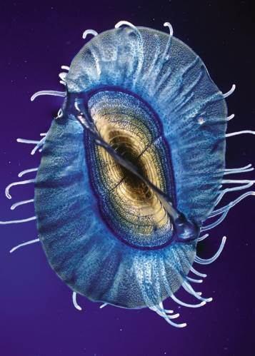 až do Středozemí Porpita porpita blue