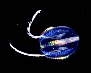 Ctenophora transparentní nebo červený pigment,