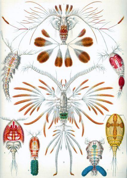 plankton: Crustacea Copepoda (klanonožci) z celkem asi 12 tis.
