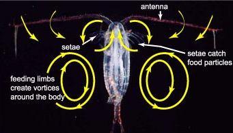 plankton: Crustacea: Copepoda Calanoida štíhlé vřetenovité tělo, úzký