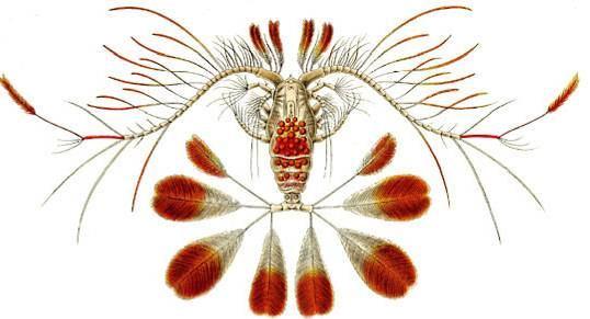 plankton: Crustacea: Copepoda: Calanoida Calanus hyperboreus (