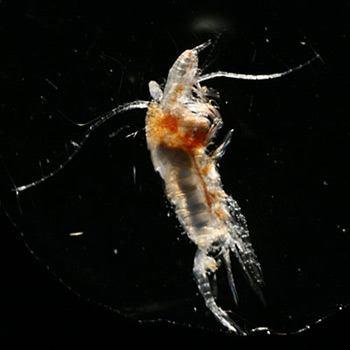 potrava velryb Pareuchaeta norvegica (ca 6 mm) sev.