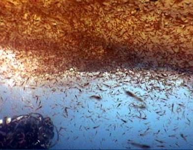 plankton: Crustacea a b Cladocera:
