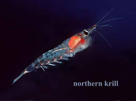 Podonidae - ca 8 druhů; 1 mm; dravé;