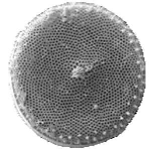 holoplankton: fytoplakton