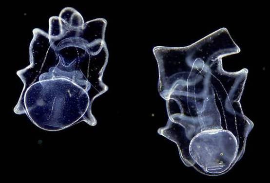 plankton