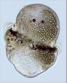 trochophora