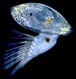 plankton: