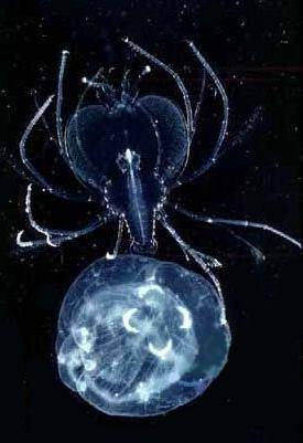 (Cirripedia)