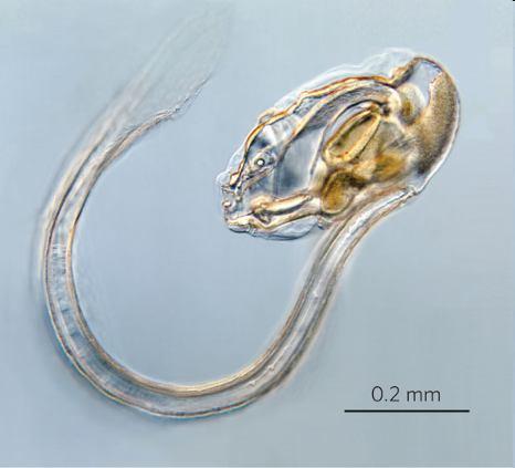 nich bentické - tř. Ascidiacea (sumky) planktonní: tř.