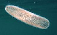 bioluminiscence Pyrosoma atlanticum o.