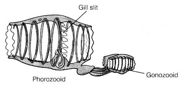 plankton: Tunicata Thaliacea: Doliolida -
