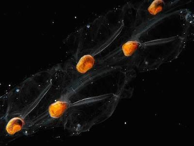 každém 1 embryo, napojeno na cévní systém