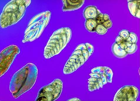 Foraminifera 100 µm 20 cm, nejč. <1 mm dírkované schránky vápenité, organické, kombinace org. + anorg.