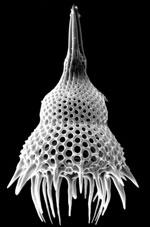 plankton Radiolaria planktonní křemité