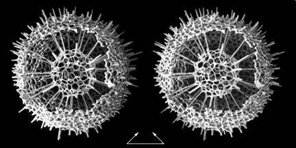Hexacontium sp.