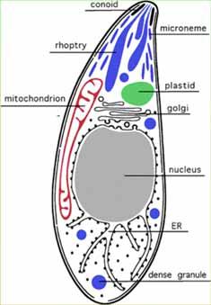 Apicoplast