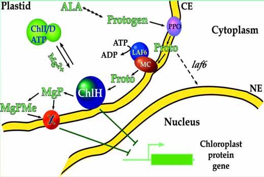 chloroplasty obsahují cirkulární DNA (120-160 kb) ribozómy až