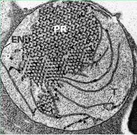 Etioplast vznikající chloroplast