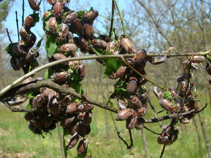 CHROUST MAĎALOVÝ (MELOLONTHA HIPPOCASTANI) JIHOVÝCHODNÍ MORAVA A POLABÍ PROBLÉMY