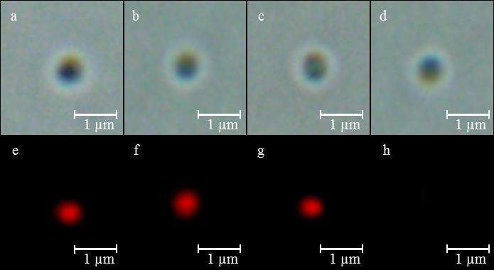 Ověření transportu liposomálního doxorubicinu do buněk zlatého stafylokoka pomocí fluorescenční mikroskopie Legenda: Mikrofotografie buněk zlatého stafylokoka po inkubaci s liposomálním doxorubicinem