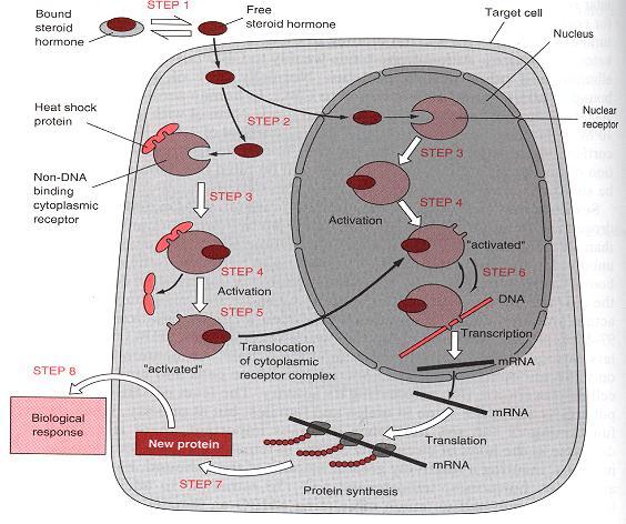 Mechanismus působení steroidních hormonů V případě aktivace genů, dochází k syntéze proteinů, které vyvolávají příslušnou biologickou odpověď.