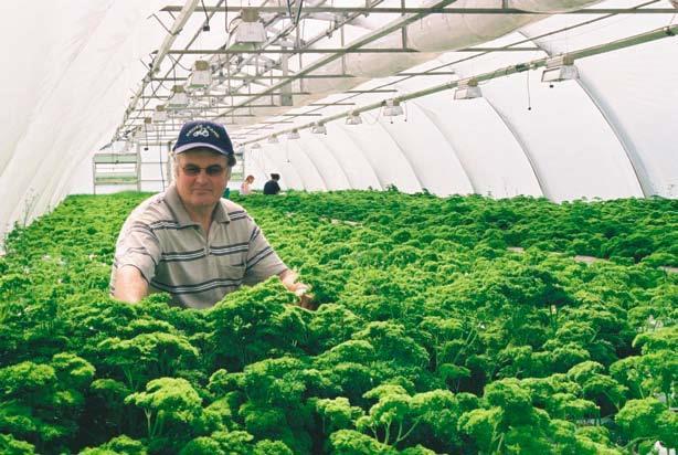 Nejvyšší sklizňový výnos Když bylo před třiceti léty založeno finské zelinářské zahradnictví Husula Garden, bylo zařízeno v první řadě na pěstování hlávkového salátu.