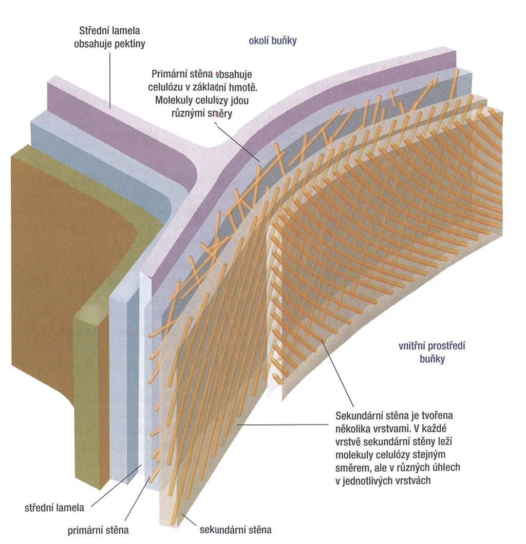 Struktura a funkce rostlinné buňky buněčná stěna funkce stavba polymery (proteiny, celulóza, pektin, hemicelulóza)