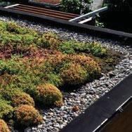 Sedum) či trávy, které můžeme s úspěchem na střechách pěstovat ve vrstvě substrátu vysoké 5-20 centimetrů.