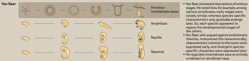 vyvíjejí ze znaků obecných a znaky obecné ze znaků ještě obecnějších v dřívějším vývoji; Embrya odlišných druhů se