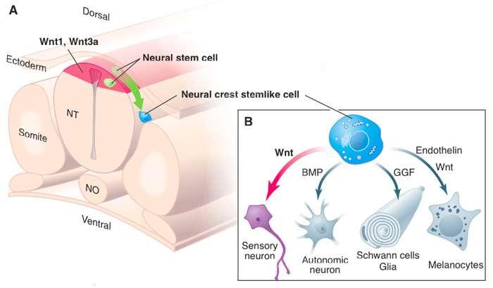 Biologie buněk neurální lišty - embryonální vznik Neurální lišta: embryonální orgán produkující