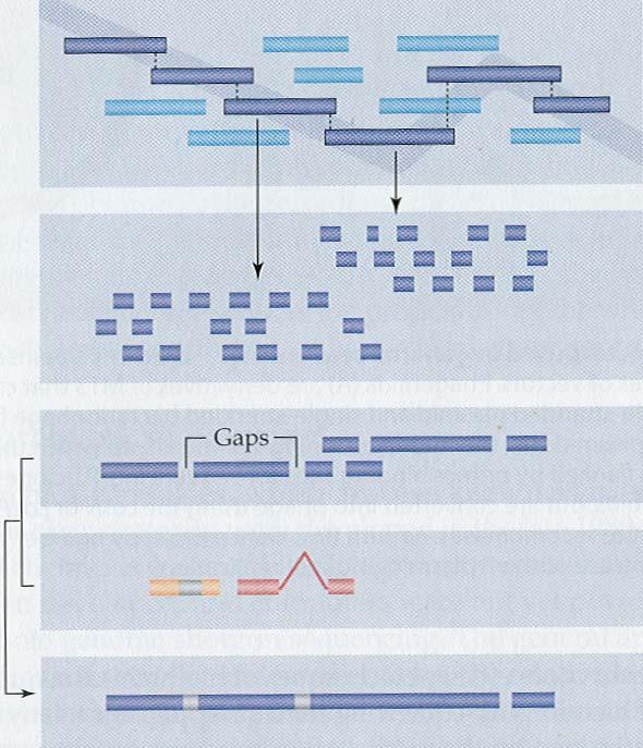 Hierarchické sekvenování Sestavení fyzické mapy, výběr minimální trasy pro sekvenování (MTP) Spojení Gibson a Muse, 2004 Shotgun sekvenování vybraných BAC