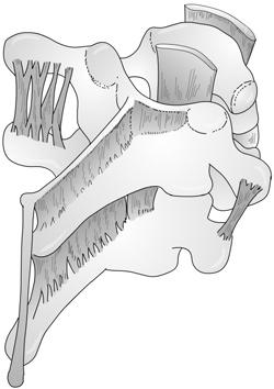 interspinalia, 5 ligamenta intertransversaria, 6