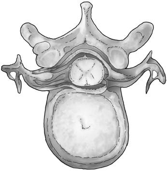 1 sulcus intermedius posterior, 2 cornu posterius, 3 funiculus lateralis, funiculus anterior, 5 ganglion spinale, 6 pia mater, 7 arachnoidea spinalis, 8 fissura mediana anterior, 9 dura mater,