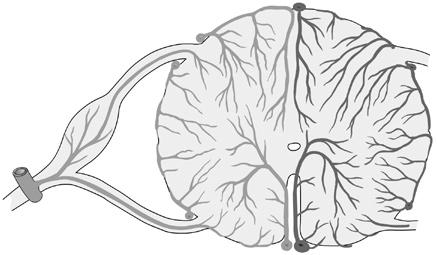 1 střední vrstva pavučnice, 2 dura mater, 3 zevní vrstva pavučnice, radix dorsalis, 5 radix ventralis, 6 střední vrstva pavučnice, 7 ligamentum denticulatum, 8 pia mater, 9 ligamentum dorsale 7 6 5