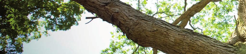 FORTEKRYL venkovní lak je určen pro dlouhodobou ochranu nepochozího dřeva v exteriéru.