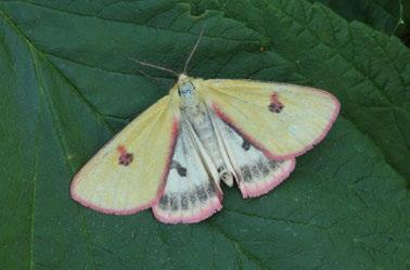 Spilosoma luteum