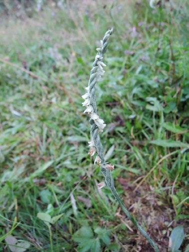 Spiranthes spiralis (švihlík