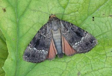 Amphipyra pyramidea (blýskavka ořešáková). Foto P. Mückstein Charanyca trigrammica (šedavka trojčárná). Foto P. Mückstein Athetis pallustris (Hübner, 1808) blýskavka bahenní Materiál: 9. 6.