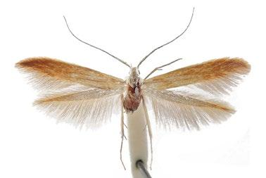 9. 2006, J. Šumpich det. 2. Coleophora ballotella (pouzdrovníček měrnicový) [15 mm].