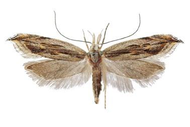 Gelechia sabinellus (makadlovka) [17 mm]. NPP Švařec, 28. 7. 2006. 6.