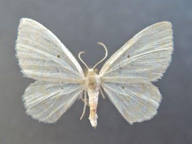 15. 2. Ascotis selenaria (různorožec pelyňkový) [33 mm]. NPP Švařec, 4. 8. 2012. 3.